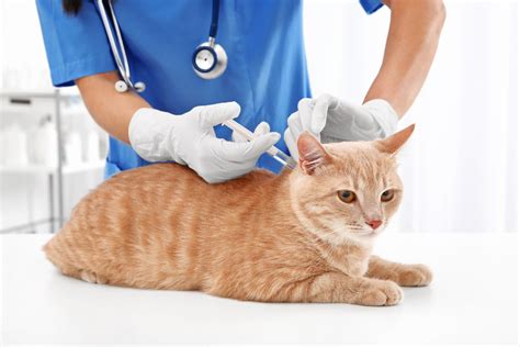 How long do cat vaccines last for? - Vet Help Direct