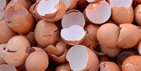 Brazilian researchers turn eggshells into fertilizer - Poultry World