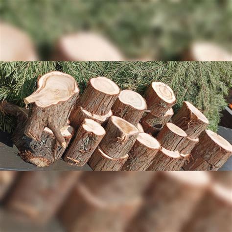Пеньки из можжевельника декор 20 штук размер от 2 см. высота спилы не ...