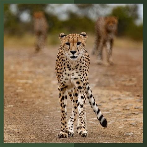 Safari travel in wildlife-rich northern Kenya - adventure, family ...