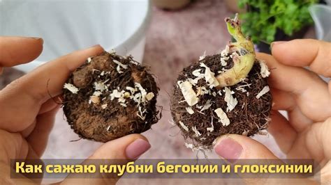 Как сажать клубни бегонии и глоксинии в горшки - YouTube
