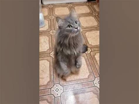 Умница кошка Соня знает команды - YouTube