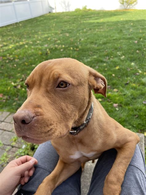 rott pitbull mix puppies 8