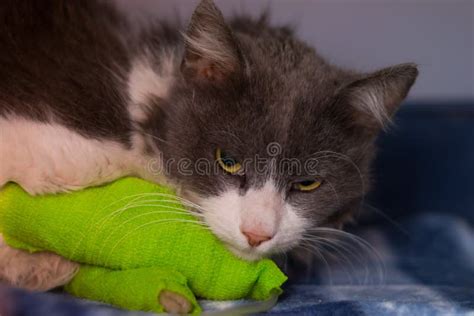 The Cat Poisoned with Rodenticides Receives Intravenous Treatment Stock ...