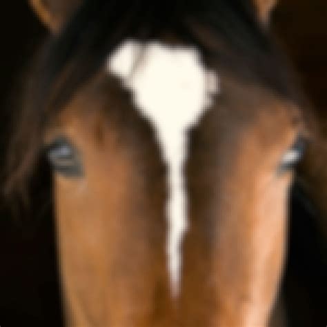 Best Veterinary Courses & Certificates [2026] | Coursera