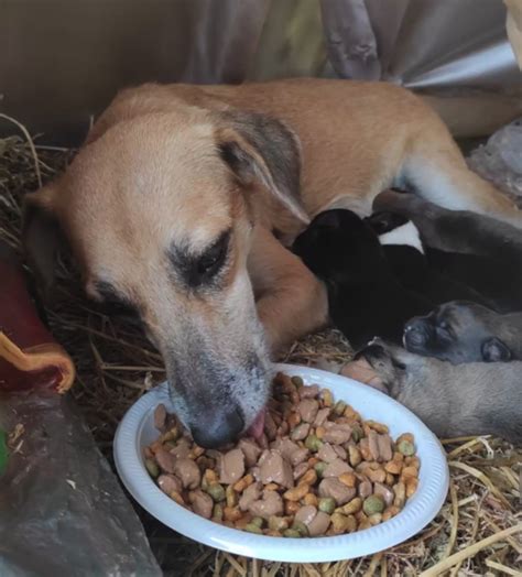 Comendo A Bucetinha Da Cadela - Esta cadela grávida aconchegou-se num presépio de rua e foi lá que teve ...