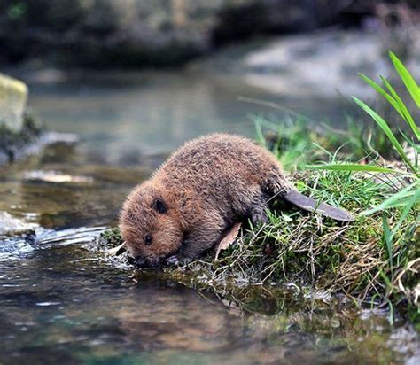 Маленький бобер пришел попить | Weird animals, Baby beaver, Cute animals