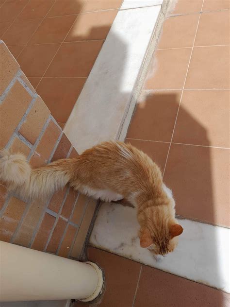ATUALIZAÇÃO - O GATO TEM DONO E NÃO ESTÁ PERDIDO UPDATE - THE CAT IS ...