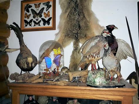 Taxidermy Tuesday In Honor of Obscura Antiques and Oddities ...