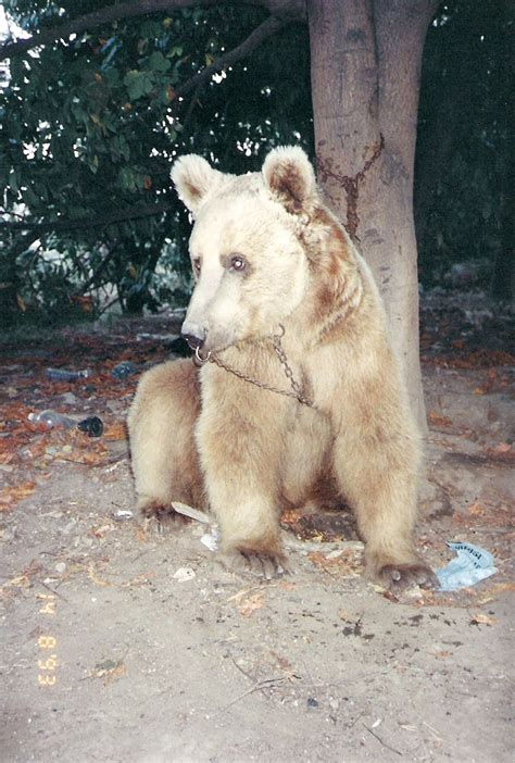 A sanctuary for bears… – Bears in Mind