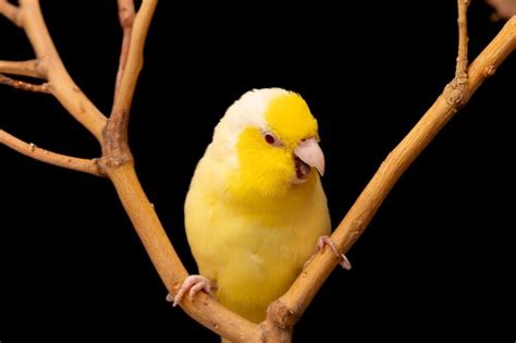 A Lenda Do Boto Cor De Rosa - Pequeno papagaio-papagaio amarelo Forpus pássaro do Pacífico Papagaio ...