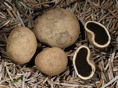 Трюфель олений (Elaphomyces granulatus) фото и описание