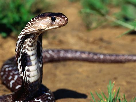 snake wallpapers images  animals snake pictures