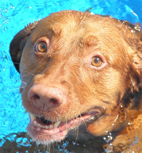 What Causes Rust Color On White Dogs at Jennifer Colbert blog