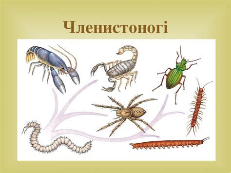 Систематика тварин (Безхребетні) | Тест з біології – «На Урок»