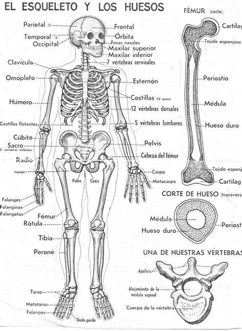 Esquema del esqueleto humano ¡Fotos & Guía 2024!