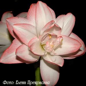 Гиппеаструм Hippeastrum