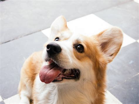 Welsh Corgi Husky Mix