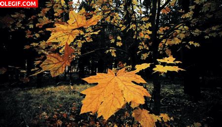 GIF: Hojas en otoño (Gif #6915)