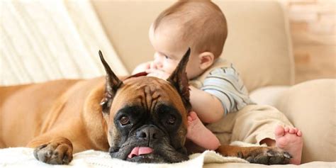 boxer dog temperament health character