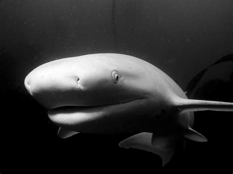 Cow shark photo and wallpaper. Cute Cow shark pictures
