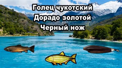 РР3. Голец чукотский. Дорадо золотой. Черный нож. (Квест "чертова ...