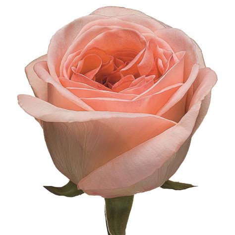 Лондон Ай - Одноголовые - Каталог роз - Каталог - roseline8.make.inspiro.su