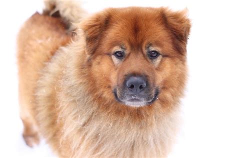 Chow Hound | Dog Breed Info: Pictures, Personality & Facts | Hepper