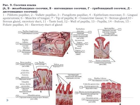 Анатомия пищеварительной системы - презентация онлайн