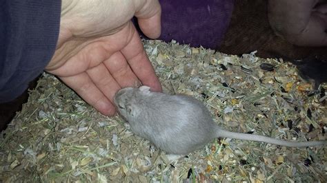 Photo Page 6 - 50 Shades of Gerbil