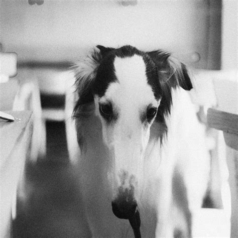 Borzoi Daily