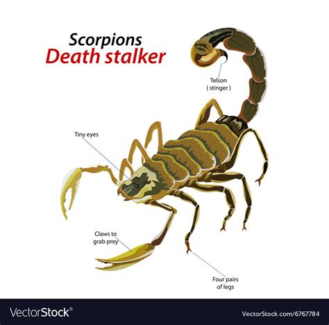 Scorpion death stalker Royalty Free Vector Image