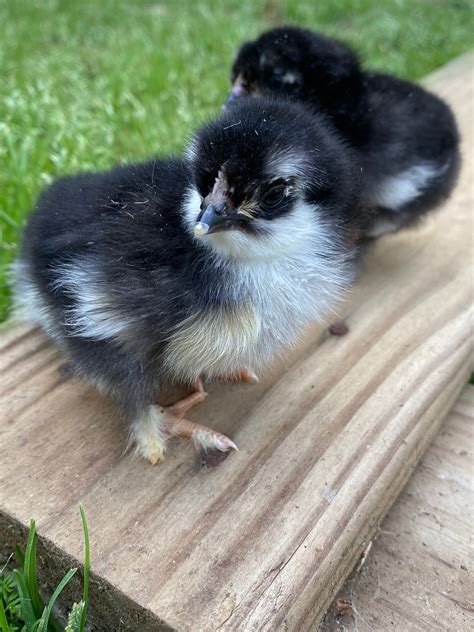 Black Copper Marans day-old chick – Windmill Hill Hatchery