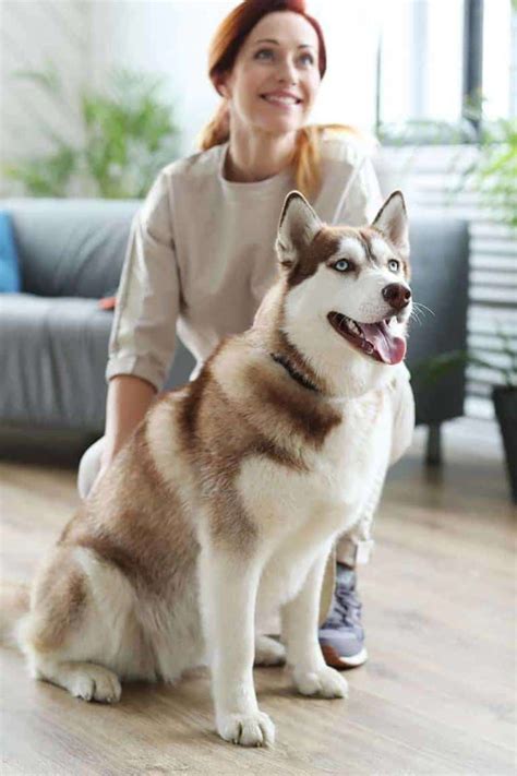 Siberian Husky: charakter, pielęgnacja i predyspozycje do chorób