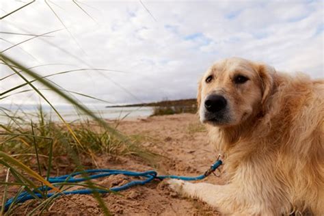 Pet-Friendly Vacations - Trip Styles | Destination Door County