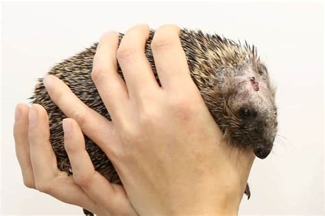 Close shave for a hedgehog who survived battle with a Strimmer