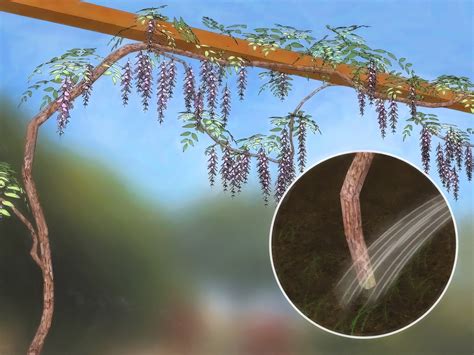 Wisteria Root Structure at Bill Kemp blog