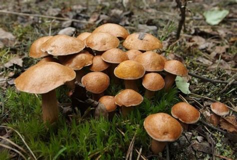 Козляк, или сухой масленок (Suillus bovinus)
