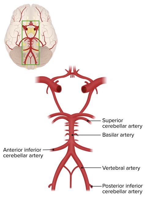 Posterior Cerebral Artery Segments