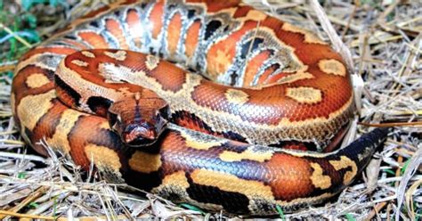 unik ular sawa darah harian metro