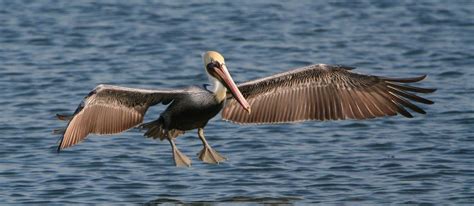 Пеликаны (Pelecanus)