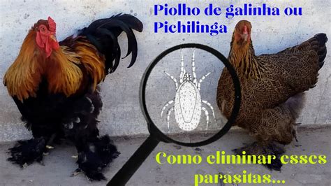 O Que Mata Piolho De Galinha - Como eliminar o Piolho de Galinha ou Pichilinga de suas aves, parasitas ...