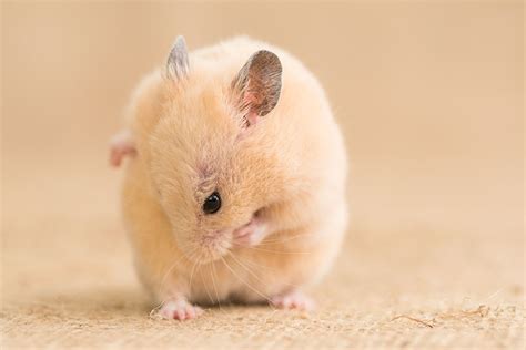 Hamster Grow A Garden