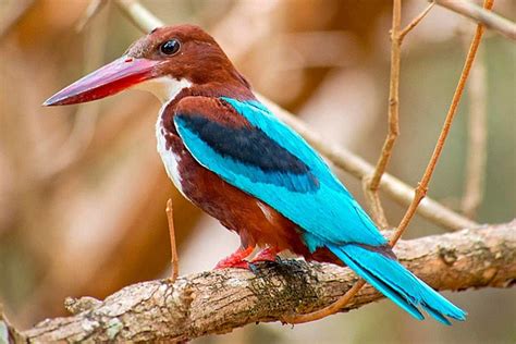 bird  asia background images hd pictures  wallpaper