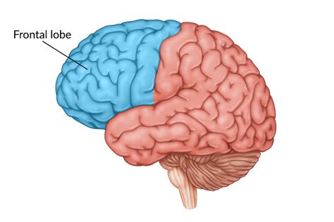 Brain Lobes Top View