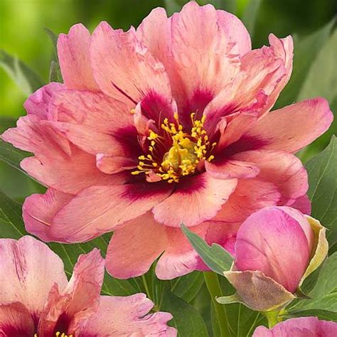 Peony Copper Kettle (ITOH ) for Sale online in EU directly from The ...
