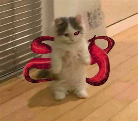 Hahaha Cats, Animals, Gatos, Animales, Animaux, Animal, Cat, Animais, Kitty