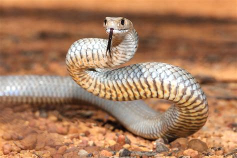 Deadly snake interrupts former US Champ's tennis match — and changes ...