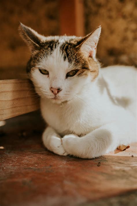 Brown Tabby Cats Playingon Concrete Floor · Free Stock Photo
