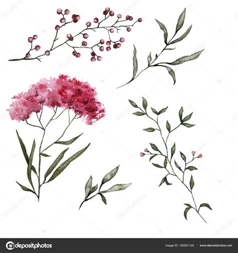 Set with steppe flowers. Isolated on white background. — Stock Photo ...